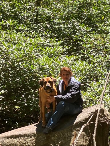 Rhodesian Ridgeback Puppies Breeding Lure Coursing Barn Hunt Fast Cat Dock Diving Conformation Rally Scent Work Therapy Dog Companionship 