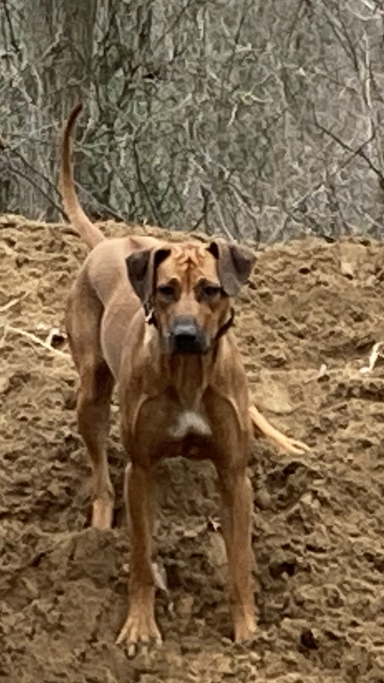 Rhodesian Ridgeback Puppies Breeding Lure Coursing Barn Hunt Fast Cat Dock Diving Conformation Rally Scent Work Therapy Dog Companionship 