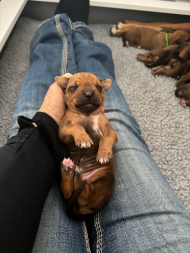 Rhodesian Ridgeback Puppies Breeding Lure Coursing Barn Hunt Fast Cat Dock Diving Conformation Rally Scent Ridgeback puppies breeding