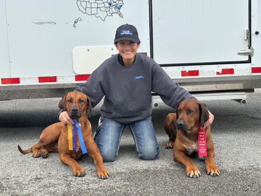 Rhodesian Ridgeback Puppies Breeding Lure Coursing Barn Hunt Fast Cat Dock Diving Conformation Rally Scent Ridgeback puppies breeding