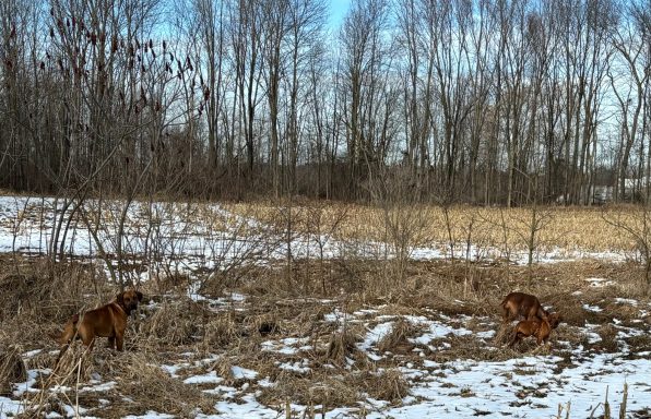 Rhodesian Ridgeback Puppies Breeding Lure Coursing Barn Hunt Fast Cat Dock Diving Conformation Rally Scent Work Therapy Dog Companionship 