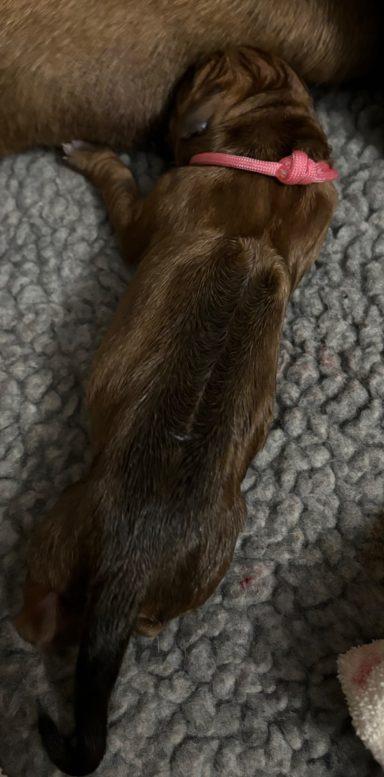 Rhodesian Ridgeback Puppies Breeding Lure Coursing Barn Hunt Fast Cat Dock Diving Conformation Rally Scent Ridgeback puppies breeding