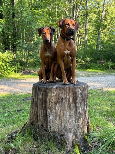 Rhodesian Ridgeback Puppies Breeding Lure Coursing Barn Hunt Fast Cat Dock Diving Conformation Rally Scent Ridgeback puppies breeding
