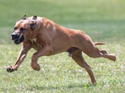 Rhodesian ridgeback coursing dual champion