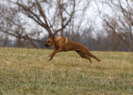 Rhodesian Ridgeback Puppies Breeding Lure Coursing Barn Hunt Fast Cat Dock Diving Conformation Rally Scent Ridgeback puppies breeding