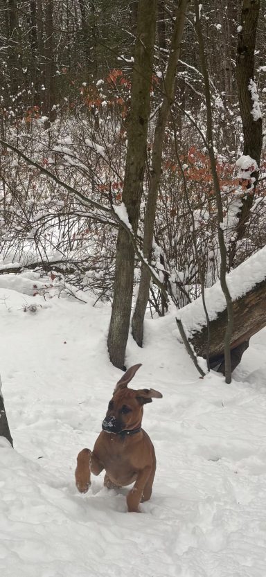 Rhodesian Ridgeback Puppies Breeding Lure Coursing Barn Hunt Fast Cat Dock Diving  Rally Scent Work Therapy Dog GrandCompanion 