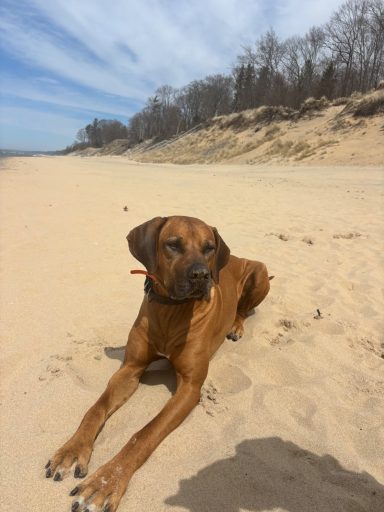 Rhodesian Ridgeback Puppies Breeding Lure Coursing Barn Hunt Fast Cat Dock Diving Conformation Rally Scent Ridgeback puppies breeding