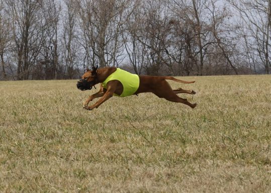 Rhodesian Ridgeback Puppies Breeding Lure Coursing Barn Hunt Fast Cat Dock Diving Conformation Rally Scent Ridgeback puppies breeding