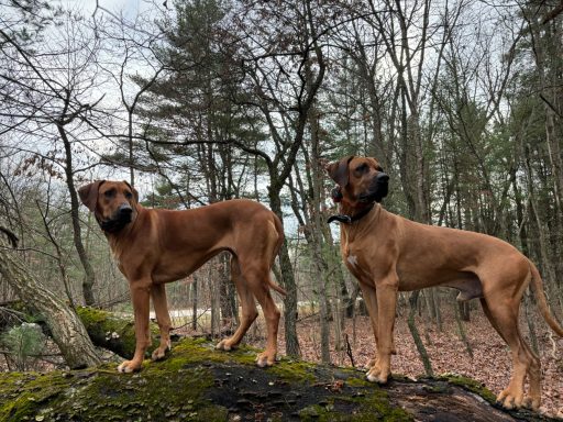 Rhodesian Ridgeback Puppies Breeding Lure Coursing Barn Hunt Fast Cat Dock Diving  Rally Scent Work Therapy Dog GrandCompanion 