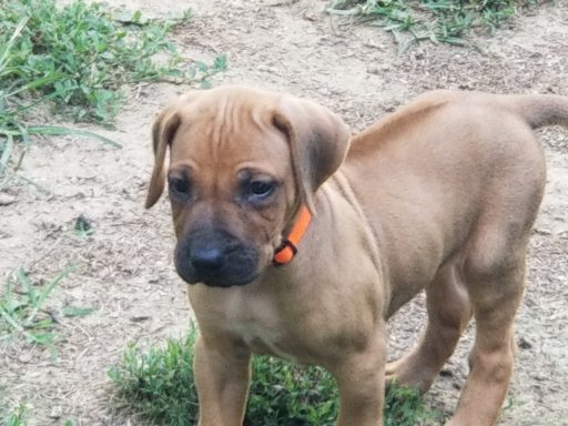 Rhodesian Ridgeback breeding puppies dock diving lure coursing FCAT scent therapy tracking conformation rally barn hunt CGC Farm Dog