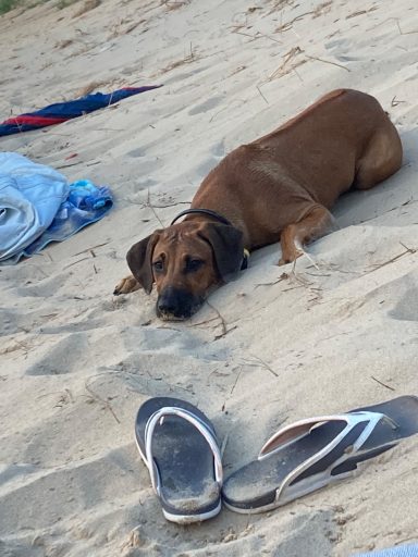 Rhodesian Ridgeback Puppies Breeding Lure Coursing Barn Hunt Fast Cat Dock Diving Conformation Rally Scent Work Therapy Dog Companionship 