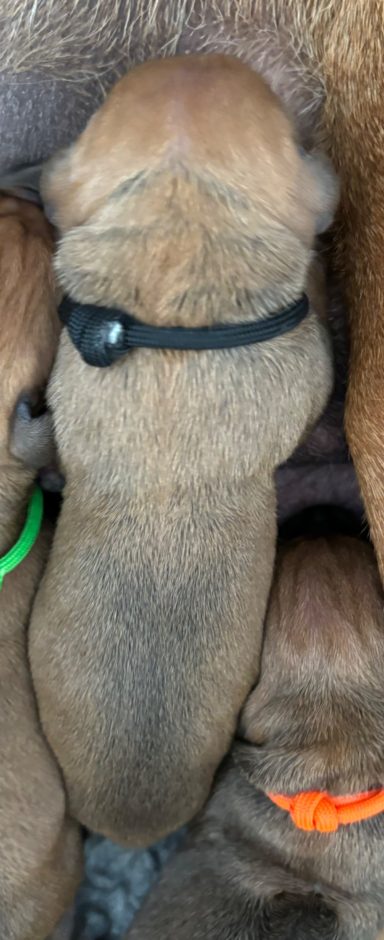 Rhodesian Ridgeback Puppies Breeding Lure Coursing Barn Hunt Fast Cat Dock Diving Conformation Rally Scent Ridgeback puppies breeding