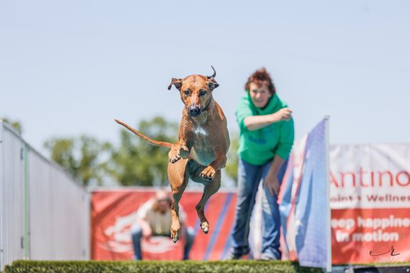 Rhodesian Ridgeback Puppies Breeding Lure Coursing Barn Hunt Fast Cat Dock Diving Conformation Rally Scent Work Therapy Dog Companionship 