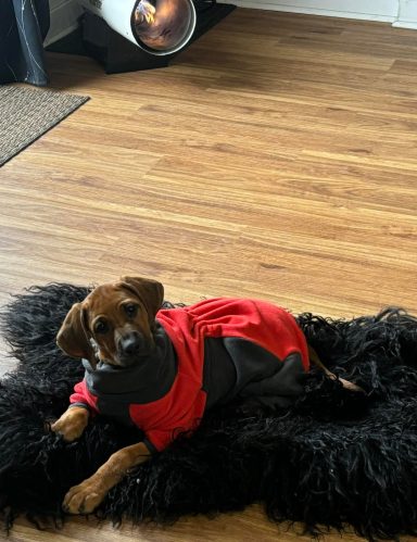 Rhodesian Ridgeback breeding puppies dock diving lure coursing FCAT scent therapy tracking conformation rally barn hunt CGC Farm Dog
