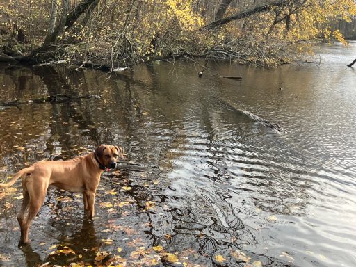 Rhodesian Ridgeback Puppies Breeding Lure Coursing Barn Hunt Fast Cat Dock Diving Conformation Rally Scent Work Therapy Dog Companionship 