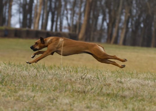 GO SCARLET! Rhodesian Ridgeback Puppies Breeding Lure Coursing Barn Hunt Fast Cat Dock Diving Conformation Rally Scent Ridgeback puppies breeding