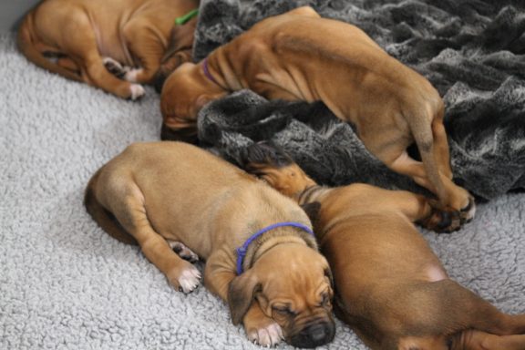 Rhodesian Ridgeback puppies breeding