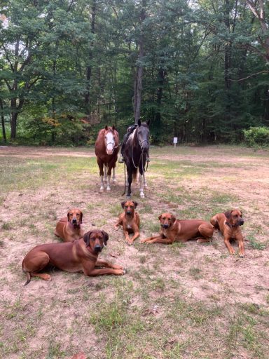 Rhodesian Ridgeback Puppies Breeding Lure Coursing Barn Hunt Fast Cat Dock Diving  Rally Scent Work Therapy Dog GrandCompanion 