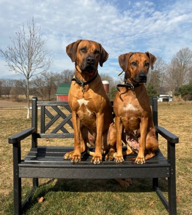 Rhodesian Ridgeback Puppies Breeding Lure Coursing Barn Hunt Fast Cat Dock Diving  Rally Scent Work Therapy Dog GrandCompanion 