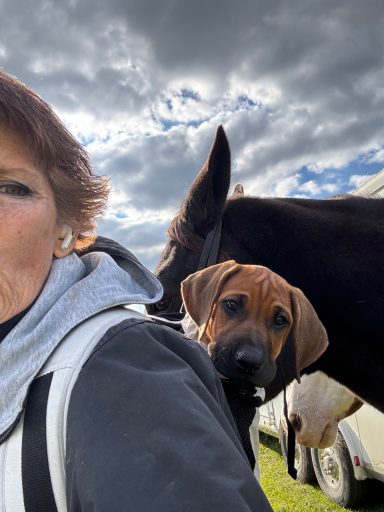 Rhodesian Ridgeback Puppies Breeding Lure Coursing Barn Hunt Fast Cat Dock Diving  Rally Scent Work Therapy Dog GrandCompanion 