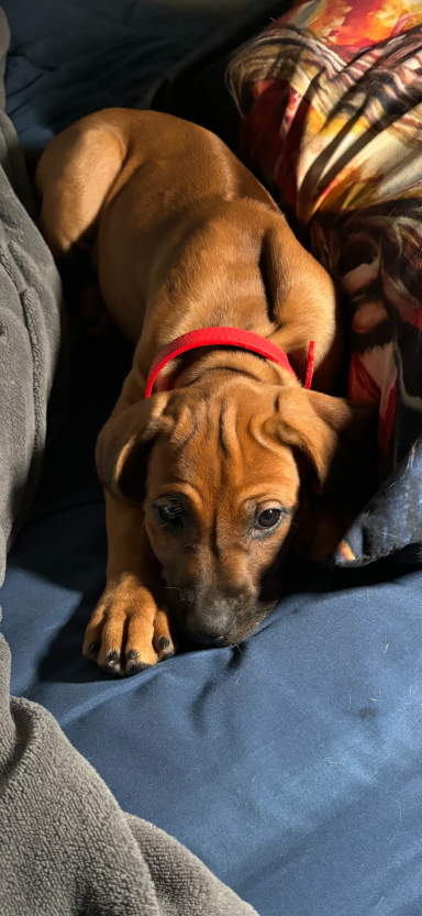 Rhodesian Ridgeback breeding puppies dock diving lure coursing FCAT scent therapy tracking conformation rally barn hunt CGC Farm Dog