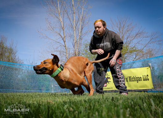 Rhodesian Ridgeback Puppies Breeding Lure Coursing Barn Hunt Fast Cat Dock Diving Conformation Rally Scent Ridgeback puppies breeding