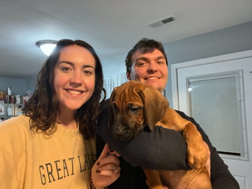 Rhodesian Ridgeback puppies breeding