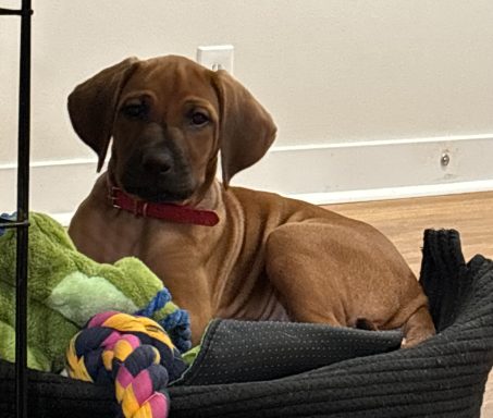 Rhodesian Ridgeback breeding puppies dock diving lure coursing FCAT scent therapy tracking conformation rally barn hunt CGC Farm Dog