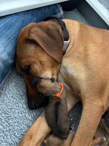 Rhodesian Ridgeback Puppies Breeding Lure Coursing Barn Hunt Fast Cat Dock Diving Conformation Rally Scent Ridgeback puppies breeding