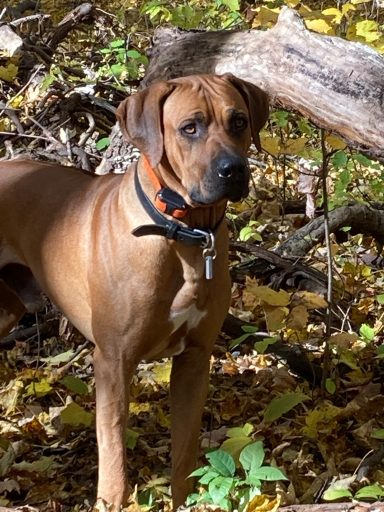 Rhodesian Ridgeback Puppies Breeding Lure Coursing Barn Hunt Fast Cat Dock Diving Conformation Rally Scent Work Therapy Dog Companionship 