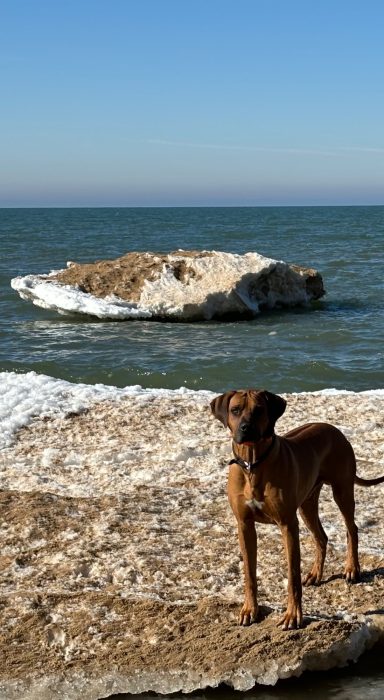 Rhodesian Ridgeback Puppies Breeding Lure Coursing Barn Hunt Fast Cat Dock Diving Conformation Rally scent puppies breeding