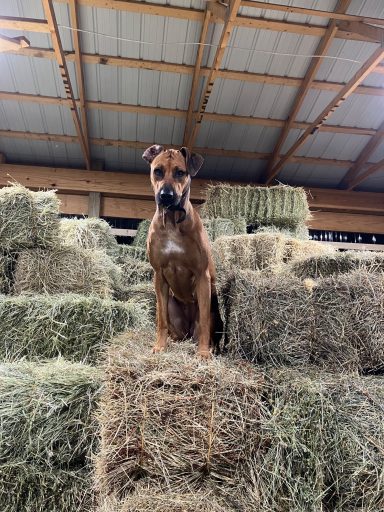 Rhodesian Ridgeback Puppies Breeding Lure Coursing Barn Hunt Fast Cat Dock Diving Conformation Rally Scent Work Therapy Dog Companionship 
