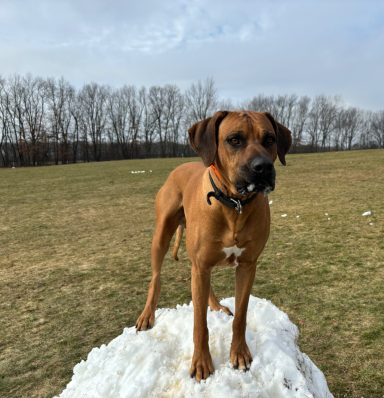 Rhodesian Ridgeback Puppies Breeding Lure Coursing Barn Hunt Fast Cat Dock Diving  Rally Scent Work Therapy Dog GrandCompanion 