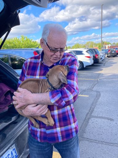 Rhodesian Ridgeback Puppies Breeding Lure Coursing Barn Hunt Fast Cat Dock Diving Conformation Rally Scent Work Therapy Dog Companionship 