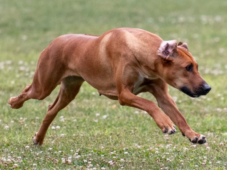 Rhodesian ridgebacks breeder puppies champions coursing