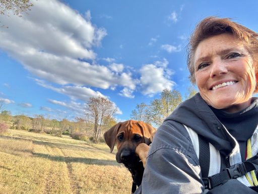 Rhodesian Ridgeback Puppies Breeding Lure Coursing Barn Hunt Fast Cat Dock Diving  Rally Scent Work Therapy Dog GrandCompanion 