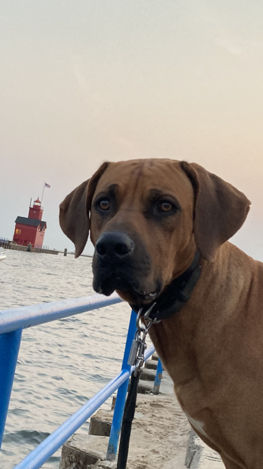 Rhodesian Ridgeback Puppies Breeding Lure Coursing Barn Hunt Fast Cat Dock Diving Conformation Rally Scent Work Therapy Dog Companionship 