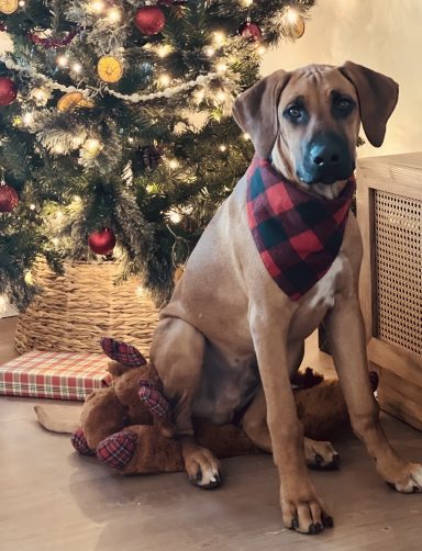 What Toy!? Rhodesian Ridgeback Puppies Breeding Lure Coursing Barn Hunt Fast Cat Dock Diving Conformation Rally Scent Ridgeback puppies breeding