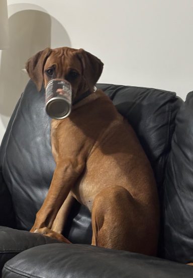 Rhodesian Ridgeback Puppies Breeding Lure Coursing Barn Hunt Fast Cat Dock Diving Conformation Rally Scent Ridgeback puppies breeding