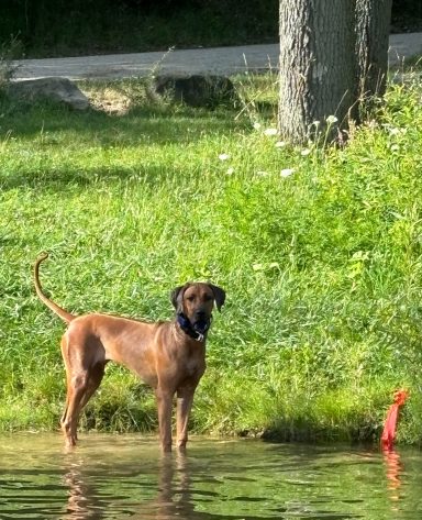 Rhodesian Ridgeback Puppies Breeding Lure Coursing Barn Hunt Fast Cat Dock Diving Conformation Rally Scent Ridgeback puppies breeding