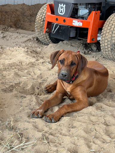 Rhodesian Ridgeback Puppies Breeding Lure Coursing Barn Hunt Fast Cat Dock Diving Conformation Rally Scent Ridgeback puppies breeding