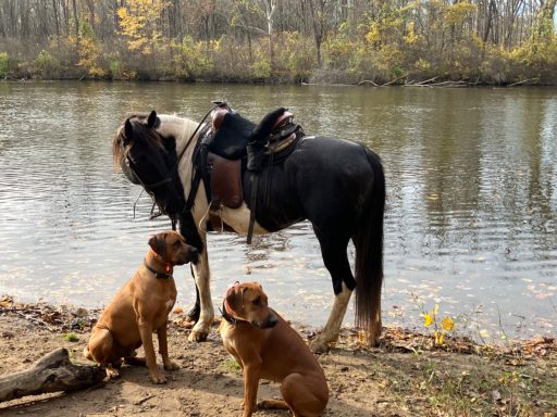 Rhodesian Ridgeback Puppies Breeding Lure Coursing Barn Hunt Fast Cat Dock Diving  Rally Scent Work Therapy Dog GrandCompanion 