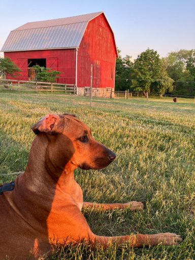 Rhodesian Ridgeback Puppies Breeding Lure Coursing Barn Hunt Fast Cat Dock Diving ConformatRhodesian Ridgeback breeder puppies dual champion