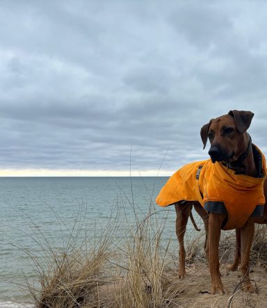 Rhodesian Ridgeback Puppies Breeding Lure Coursing Barn Hunt Fast Cat Dock Diving Conformation Rally Rhodesian Ridgeback puppies breeding
