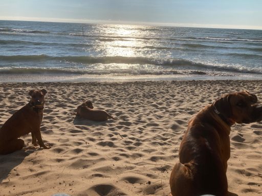Rhodesian Ridgeback Puppies Breeding Lure Coursing Barn Hunt Fast Cat Dock Diving Conformation Rally Scent Work Therapy Dog Companionship 