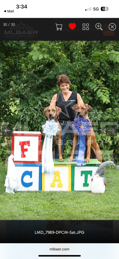 Rhodesian Ridgeback Puppies Breeding Lure Coursing Barn Hunt Fast Cat Dock Diving Conformation Rally Scent Ridgeback puppies breeding