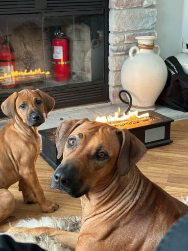 Rhodesian Ridgeback breeding puppies