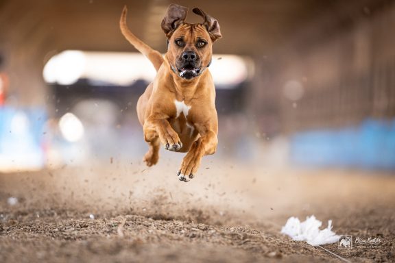 Rhodesian Ridgeback Puppies Breeding Lure Coursing Barn Hunt Fast Cat Dock Diving Conformation Rally Scent Work Therapy Dog Companionship 