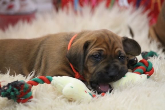 Rhodesian Ridgeback puppies breeding