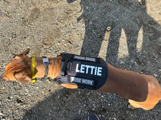 Rhodesian Ridgeback Puppies Breeding Lure Coursing Barn Hunt Fast Cat Dock Diving Conformation Rally Rhodesian Ridgeback puppies breeding